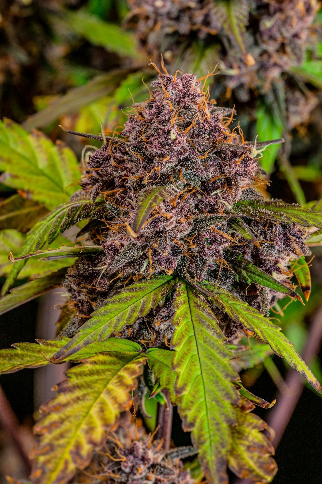 FastBuds - Lemon Cherry Cookies Auto (auto/fem.)