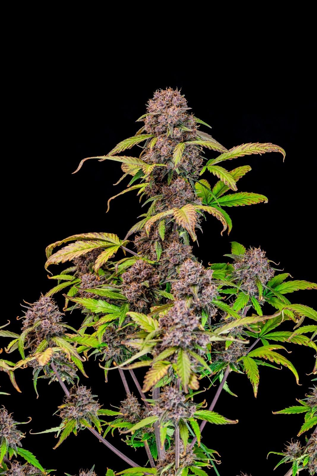 FastBuds - Lemon Cherry Cookies Auto (auto/fem.)