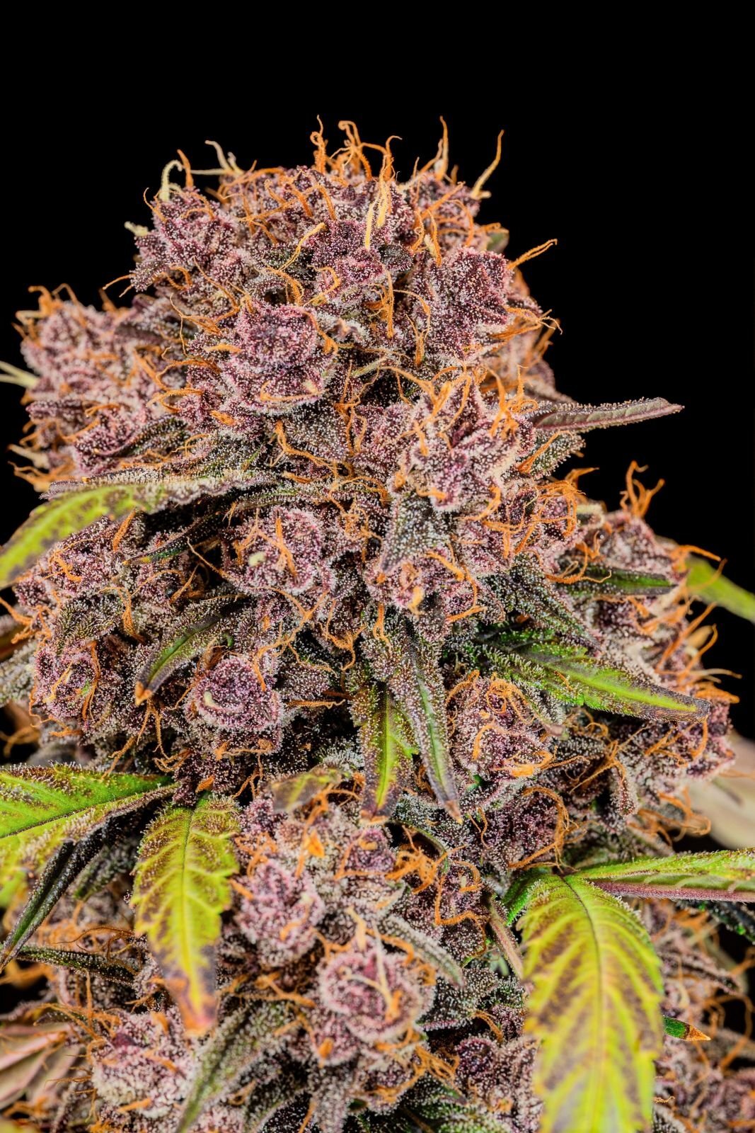 FastBuds - Lemon Cherry Cookies Auto (auto/fem.)