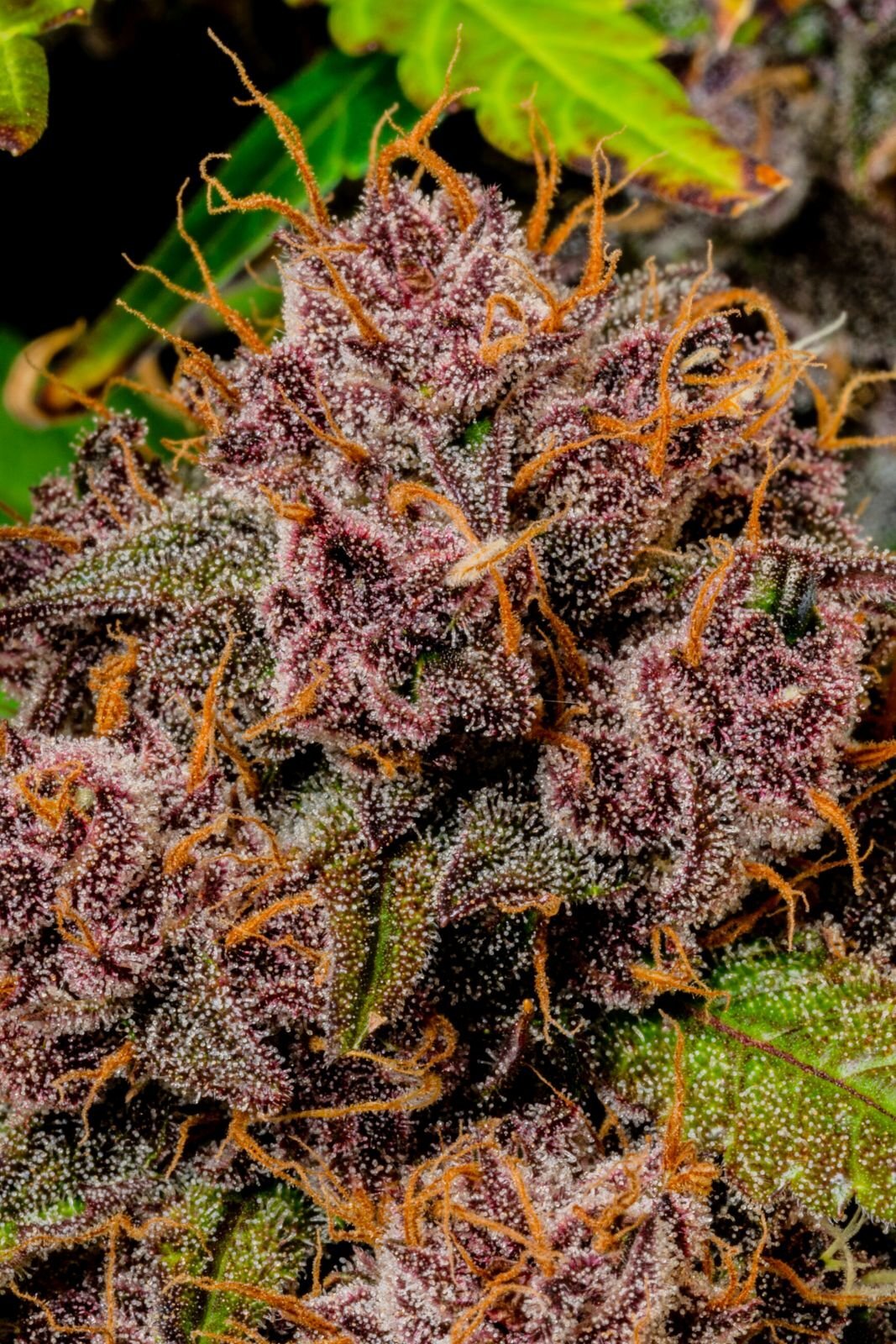 FastBuds - Lemon Cherry Cookies Auto (auto/fem.)