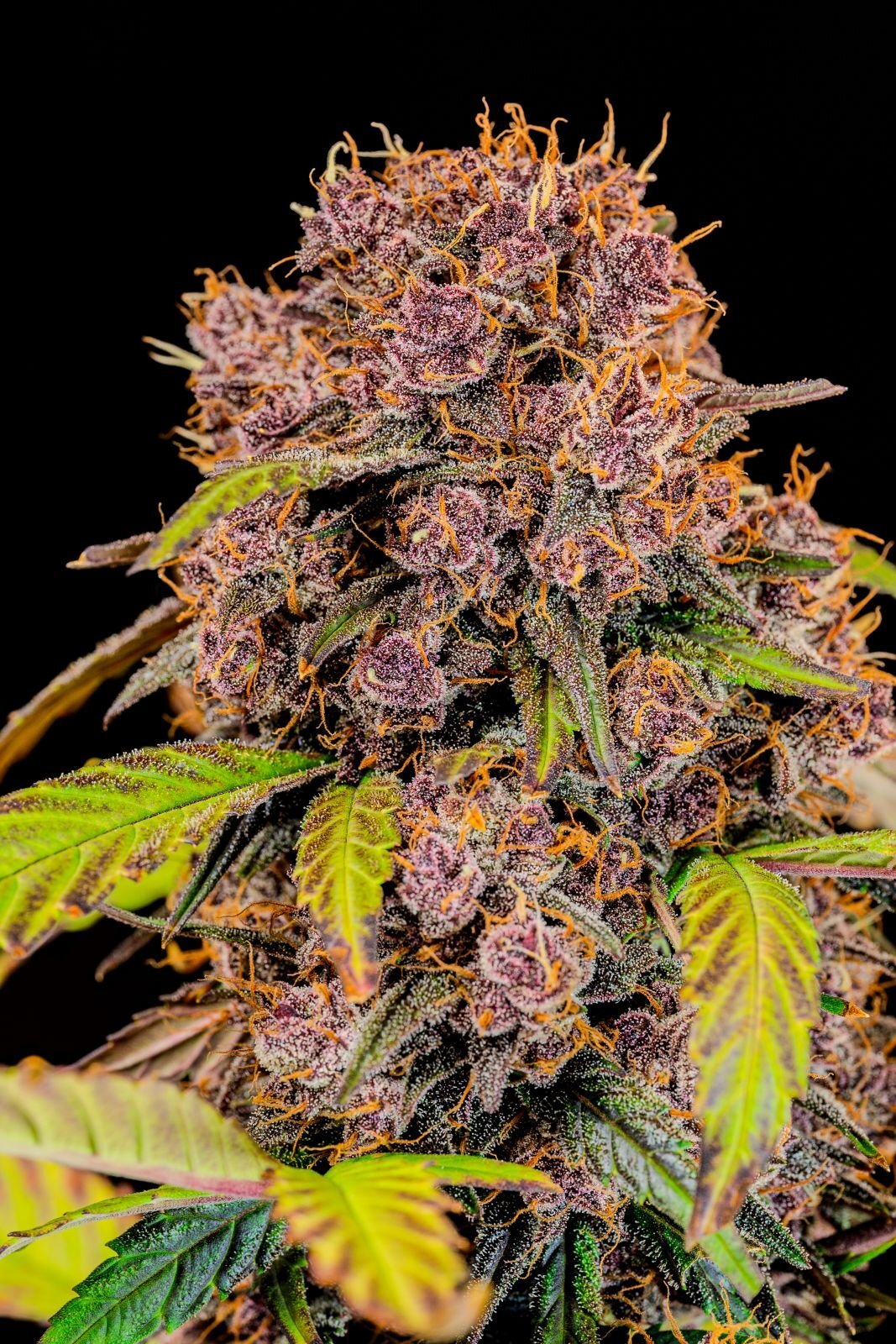 FastBuds - Lemon Cherry Cookies Auto (auto/fem.)