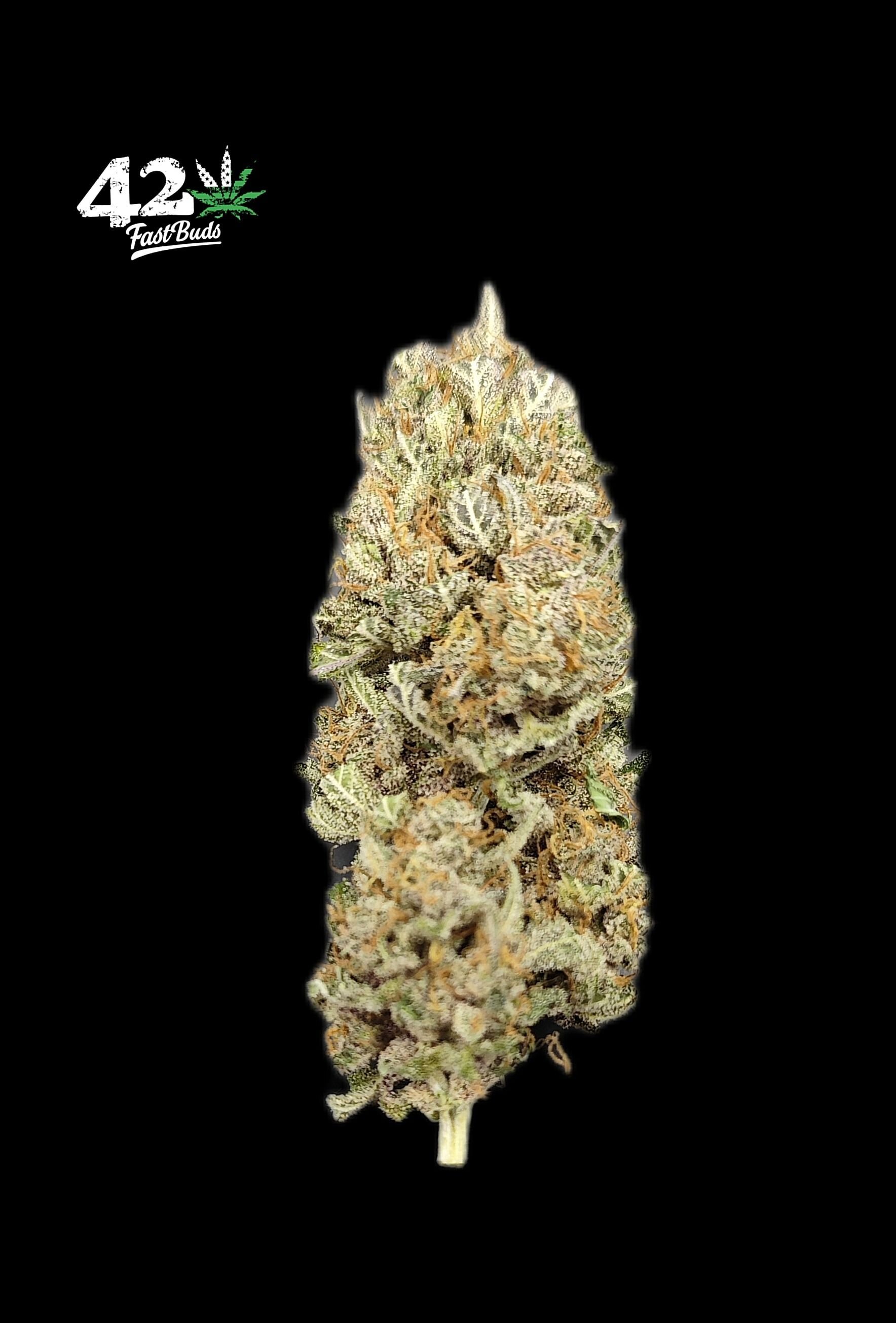 FastBuds - Lemon Cherry Cookies Auto (auto/fem.)