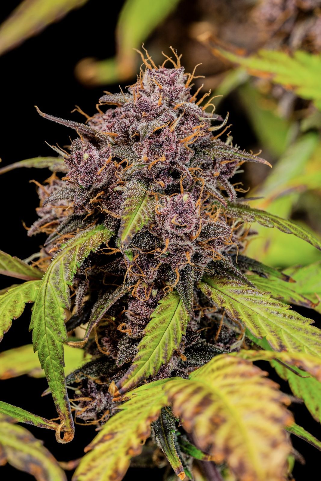 FastBuds - Lemon Cherry Cookies Auto (auto/fem.)