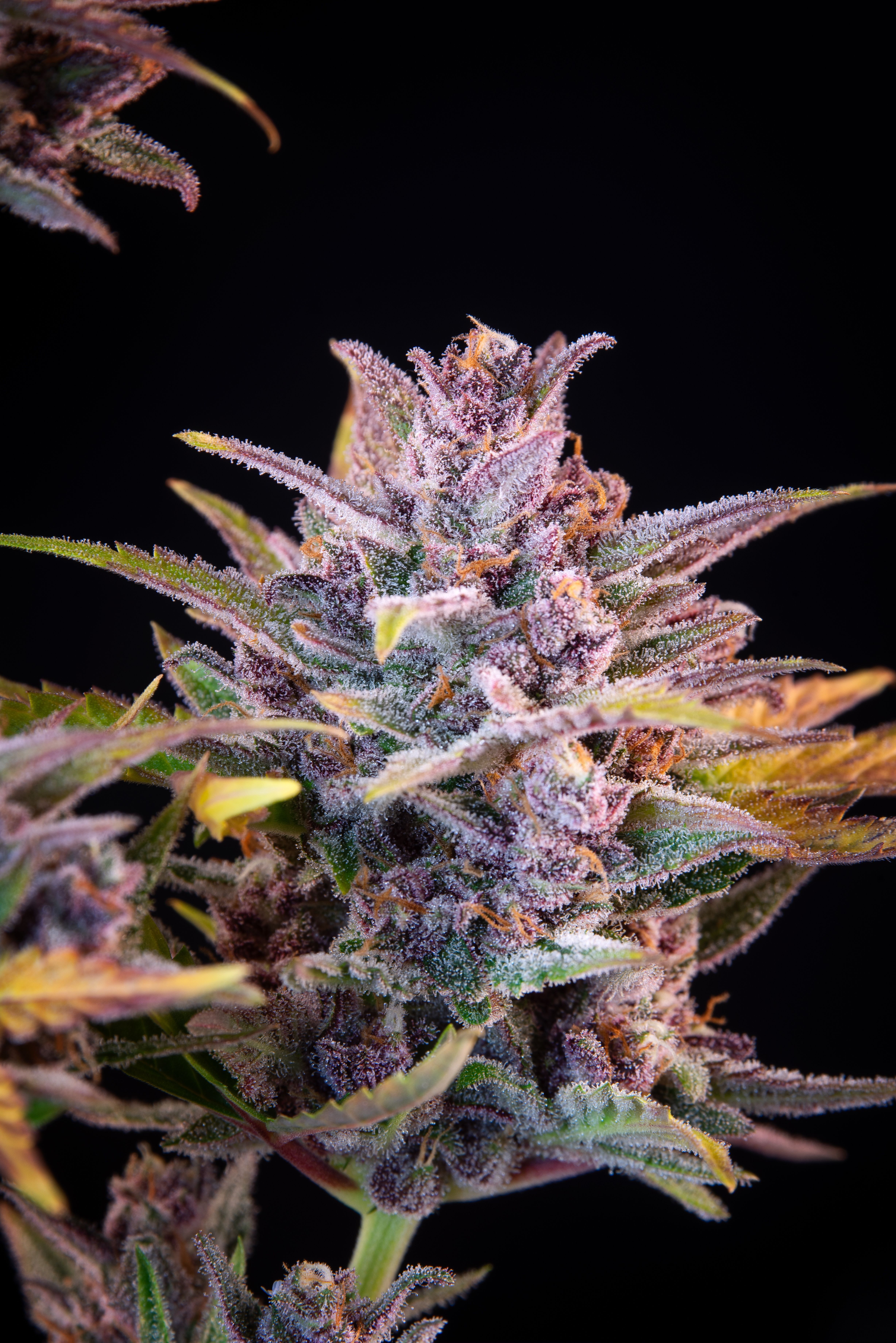 FastBuds - Lemon Cherry Cookies Auto (auto/fem.)