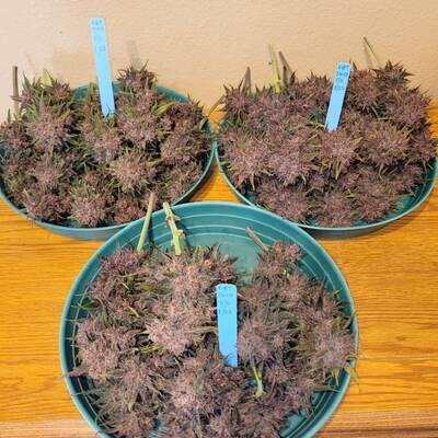 FastBuds - Lemon Cherry Cookies Auto (auto/fem.) 09584