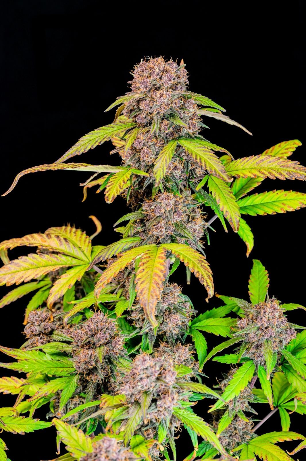FastBuds - Lemon Cherry Cookies Auto (auto/fem.)