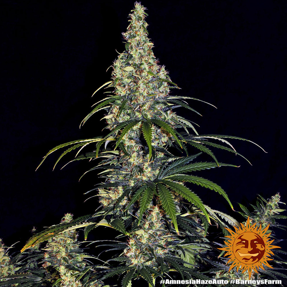 Barney's Farm - Amnesia Haze Auto (auto/fem.)