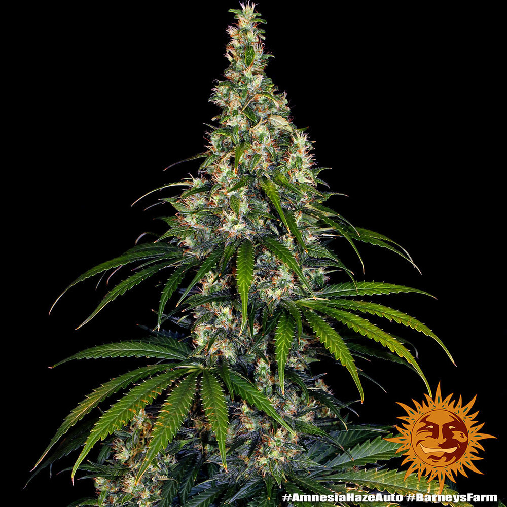 Barney's Farm - Amnesia Haze Auto (auto/fem.)
