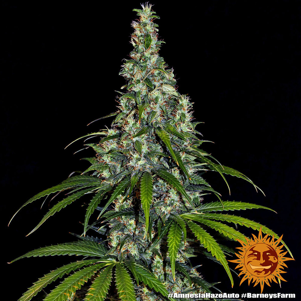 Barney's Farm - Amnesia Haze Auto (auto/fem.)