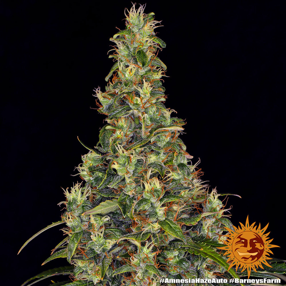 Barney's Farm - Amnesia Haze Auto (auto/fem.)
