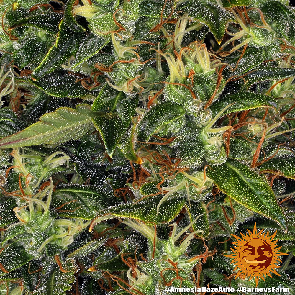 Barney's Farm - Amnesia Haze Auto (auto/fem.)