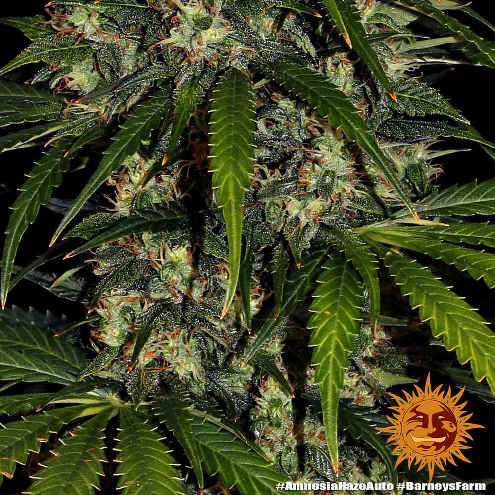 Barney's Farm - Amnesia Haze Auto (auto/fem.)