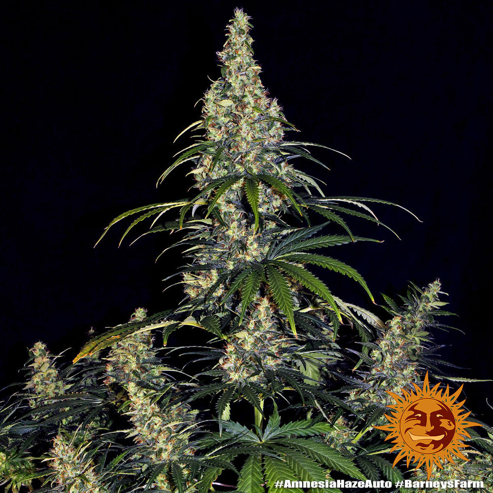 Barney's Farm - Amnesia Haze Auto (auto/fem.)
