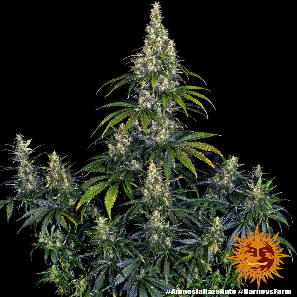 Barney's Farm - Amnesia Haze Auto (auto/fem.)
