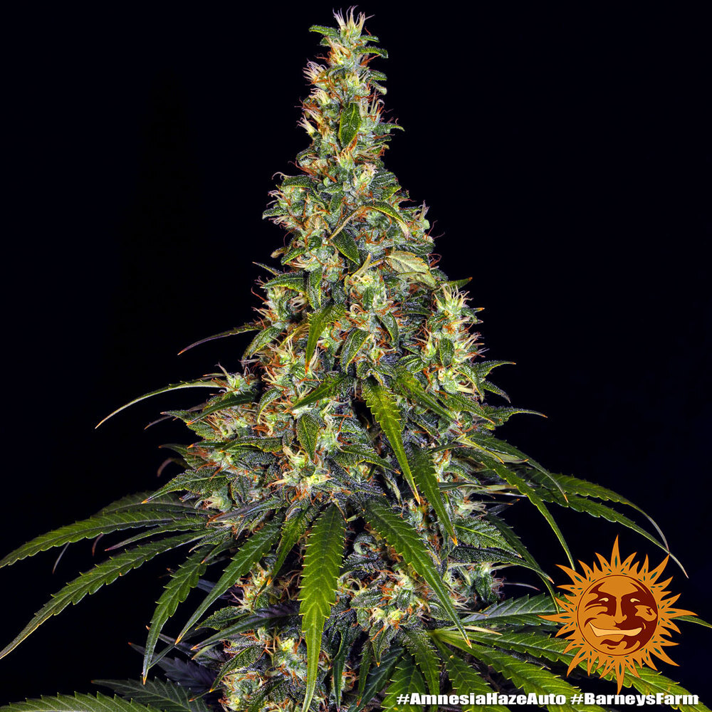 Barney's Farm - Amnesia Haze Auto (auto/fem.)