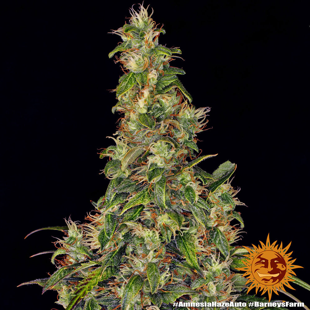 Barney's Farm - Amnesia Haze Auto (auto/fem.)
