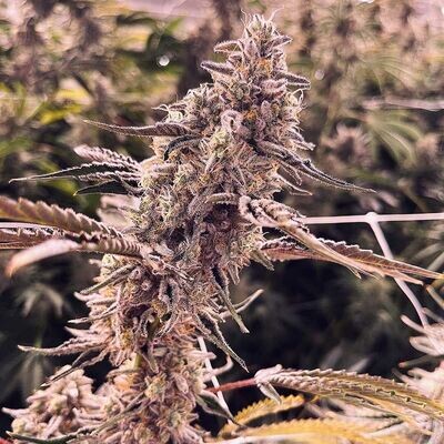 Compound Genetics - Animorph Mints (fem.) 09599