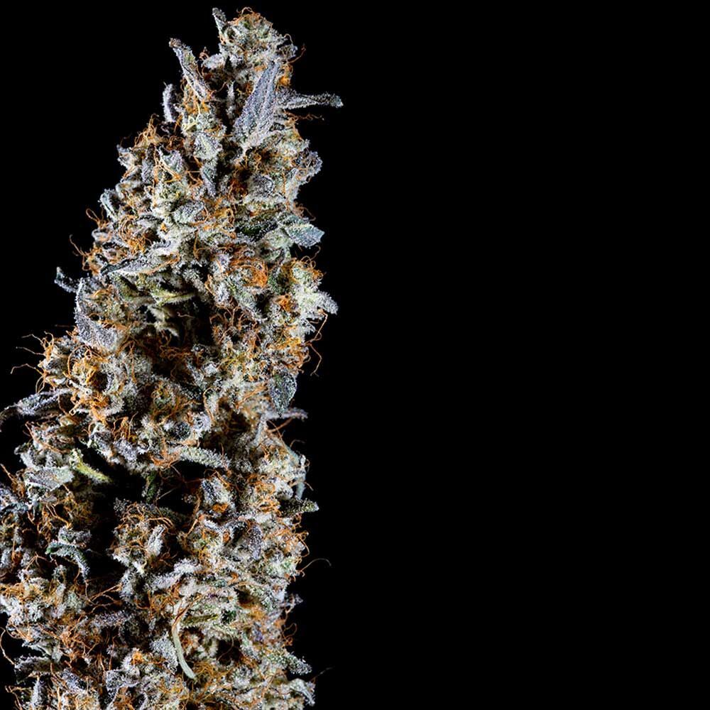 Compound Genetics - Animorph Mints (fem.)