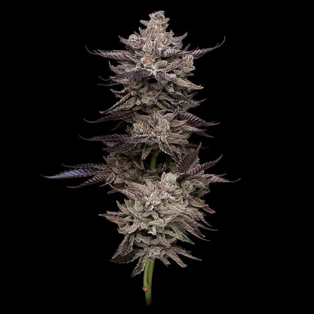 Compound Genetics - Jet Puft (fem.)