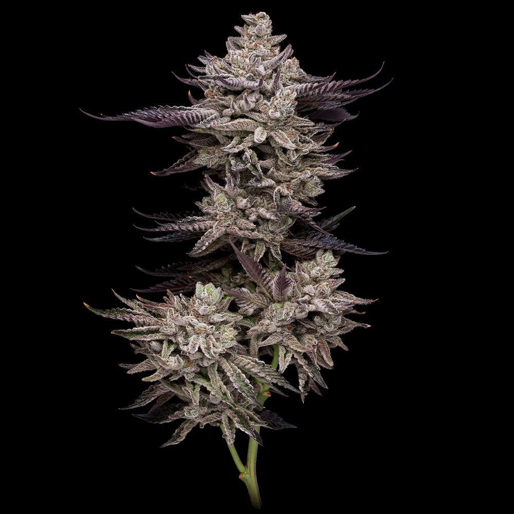 Compound Genetics - Jet Puft (fem.)