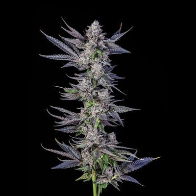 Compound Genetics - Menthol Runtz (fem.) 09603