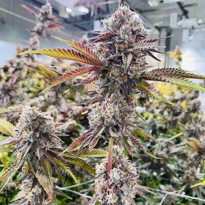 Compound Genetics - Jet Puft (fem.) 09602