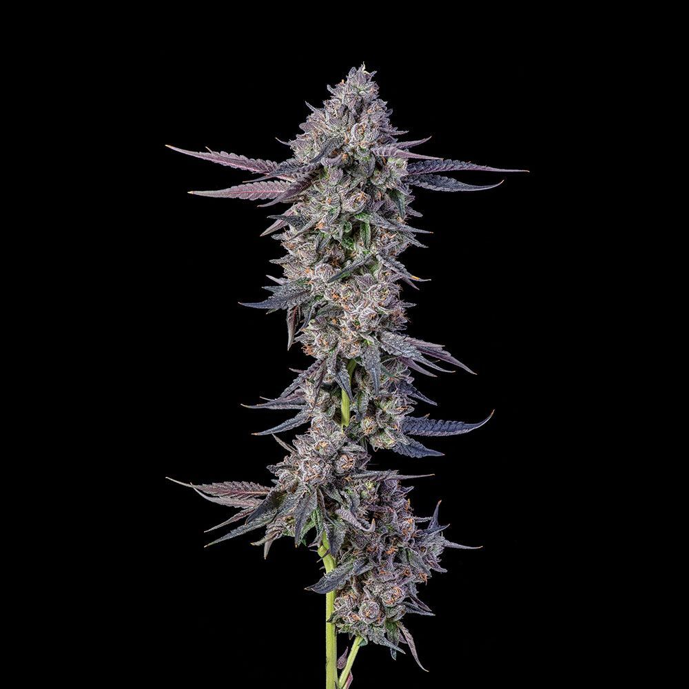 Compound Genetics - Menthol Runtz (fem.)