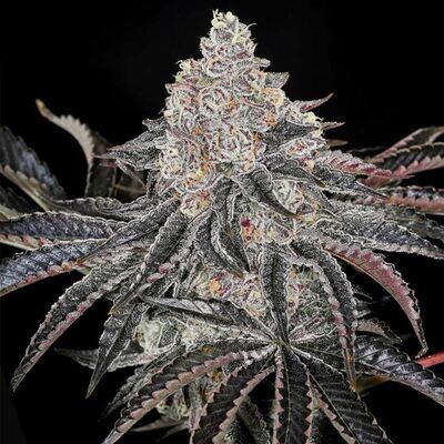 Compound Genetics - Permafunk (fem.) 09604