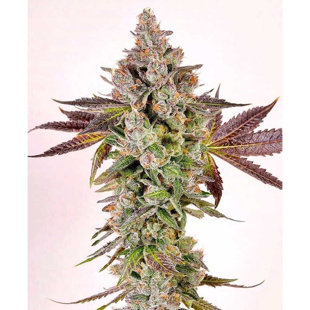 Compound Genetics - Permafunk (fem.)
