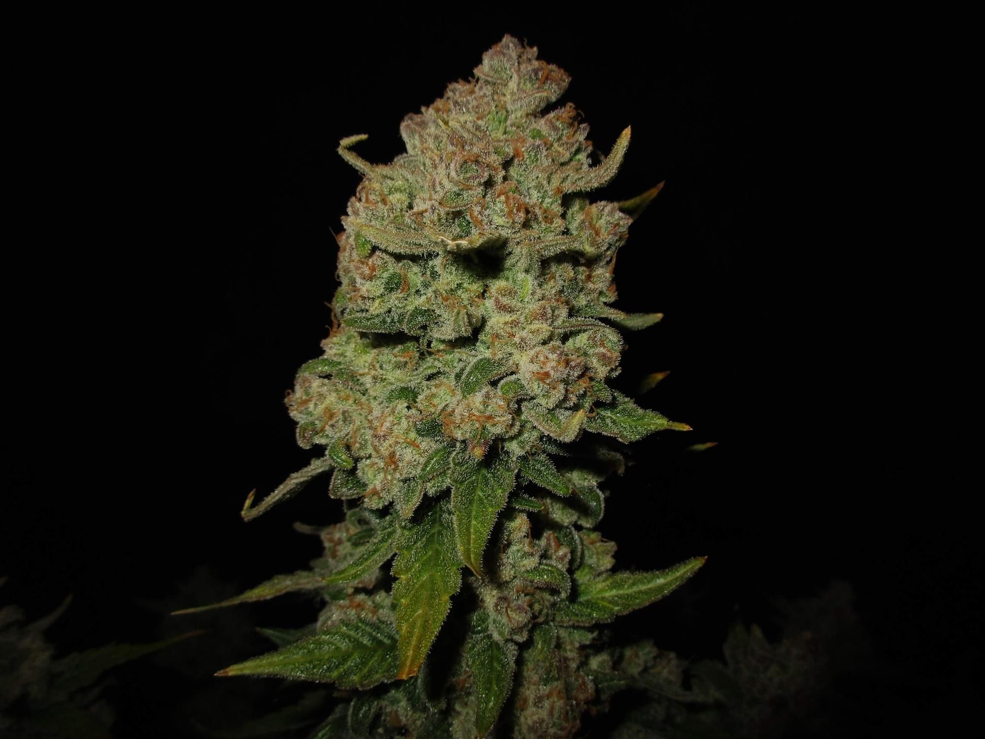 FastBuds - Papaya Cookies Auto (auto/fem.)