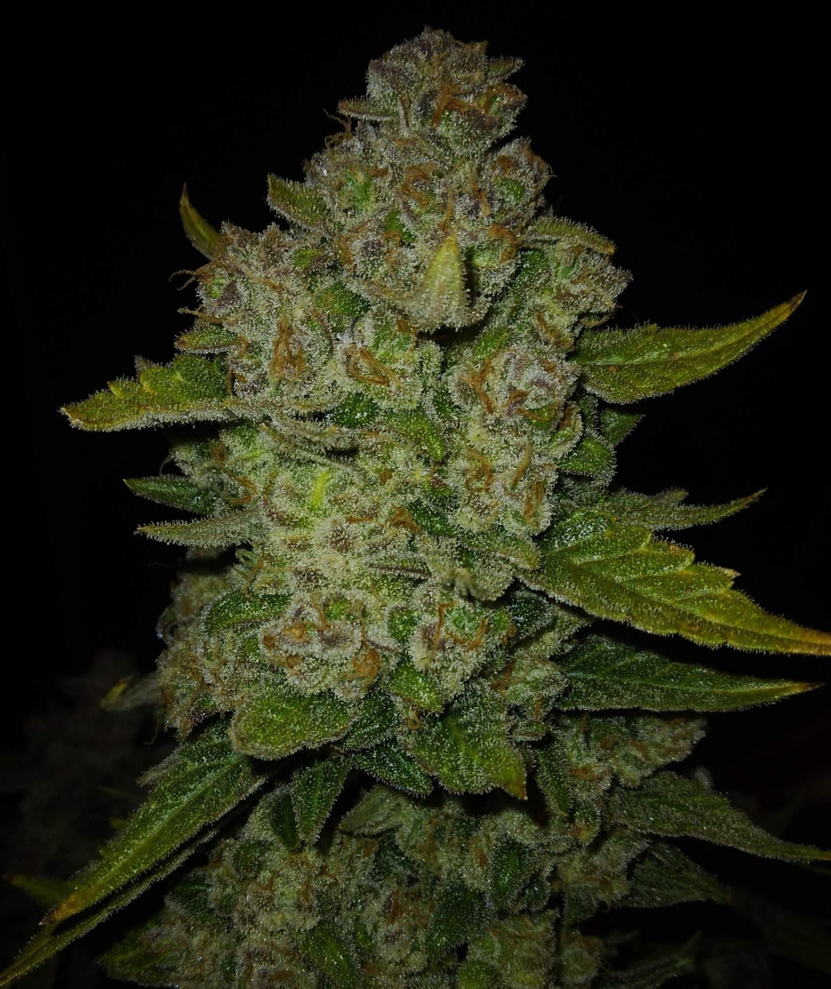 FastBuds - Papaya Cookies Auto (auto/fem.)