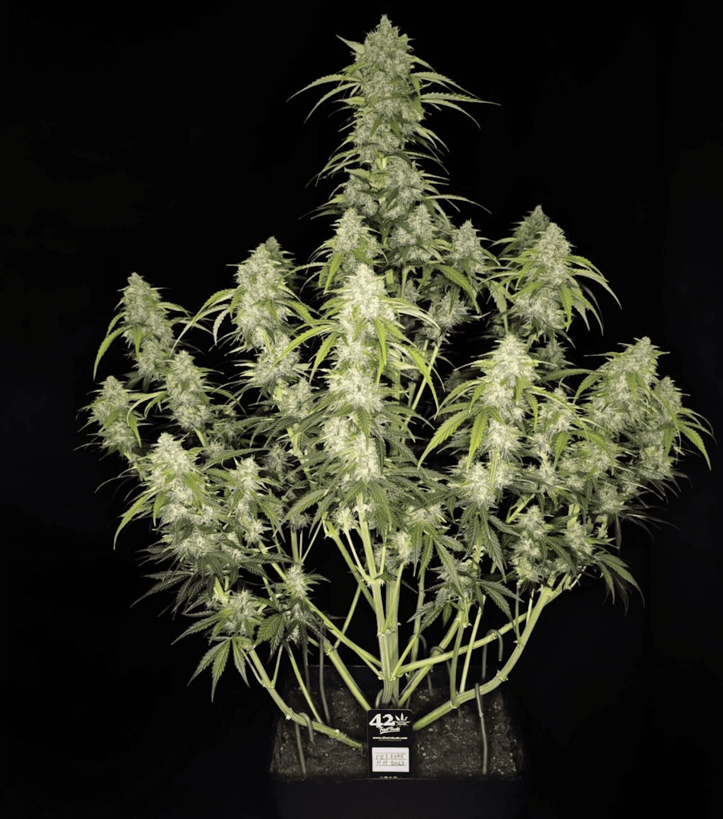 FastBuds - Papaya Cookies Auto (auto/fem.)