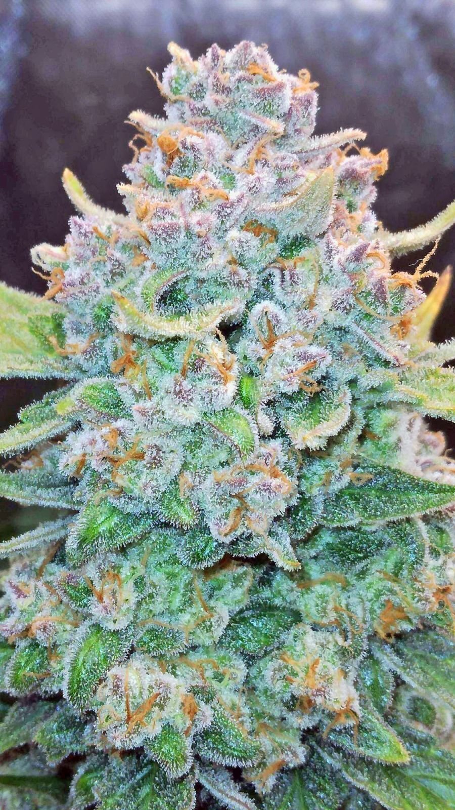 FastBuds - Papaya Cookies Auto (auto/fem.)