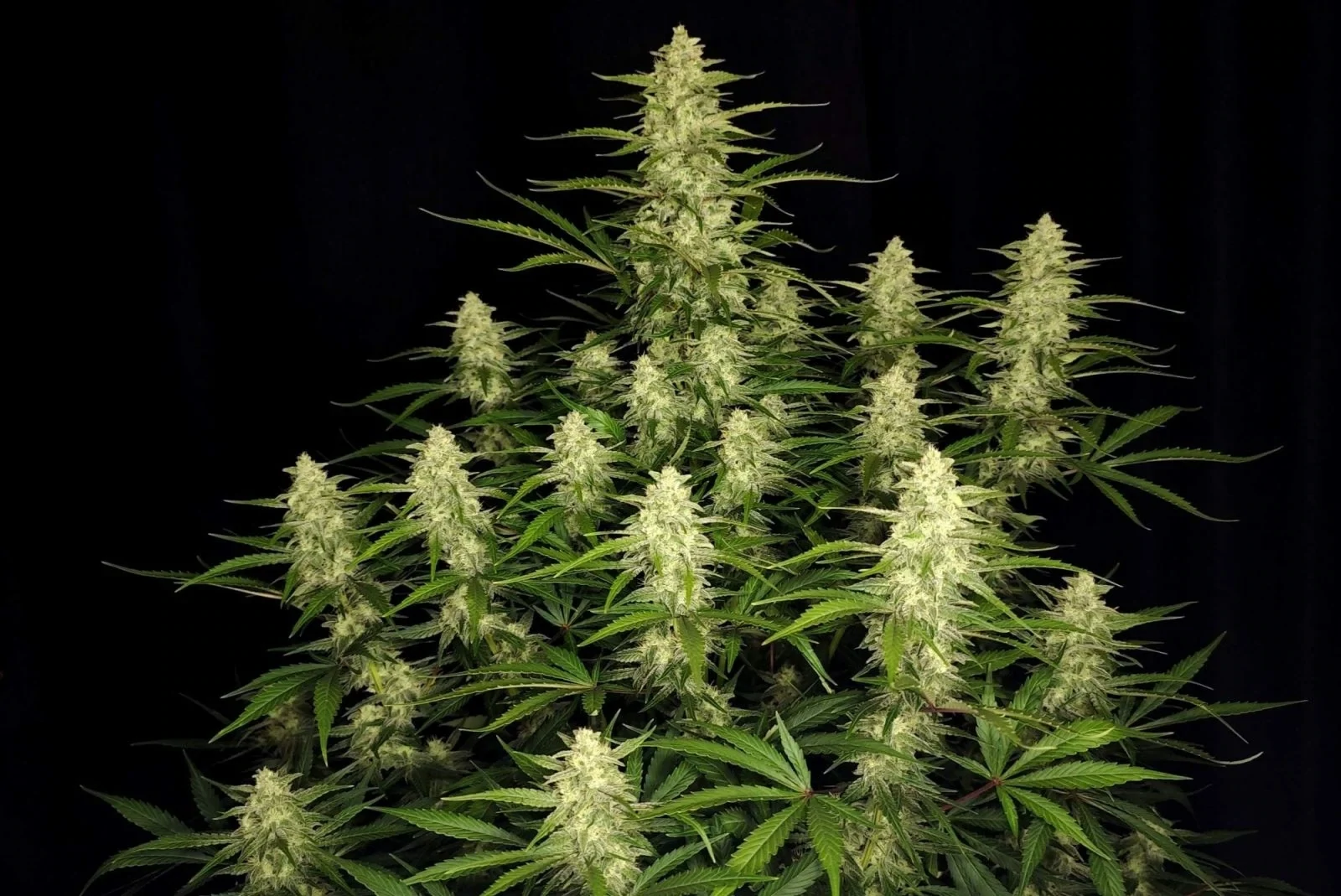 FastBuds - Papaya Cookies Auto (auto/fem.)