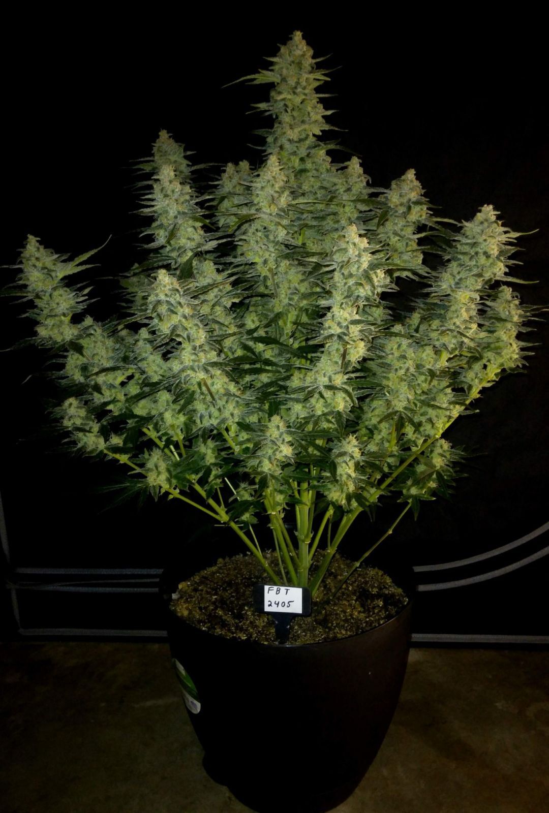 FastBuds - Papaya Cookies Auto (auto/fem.)