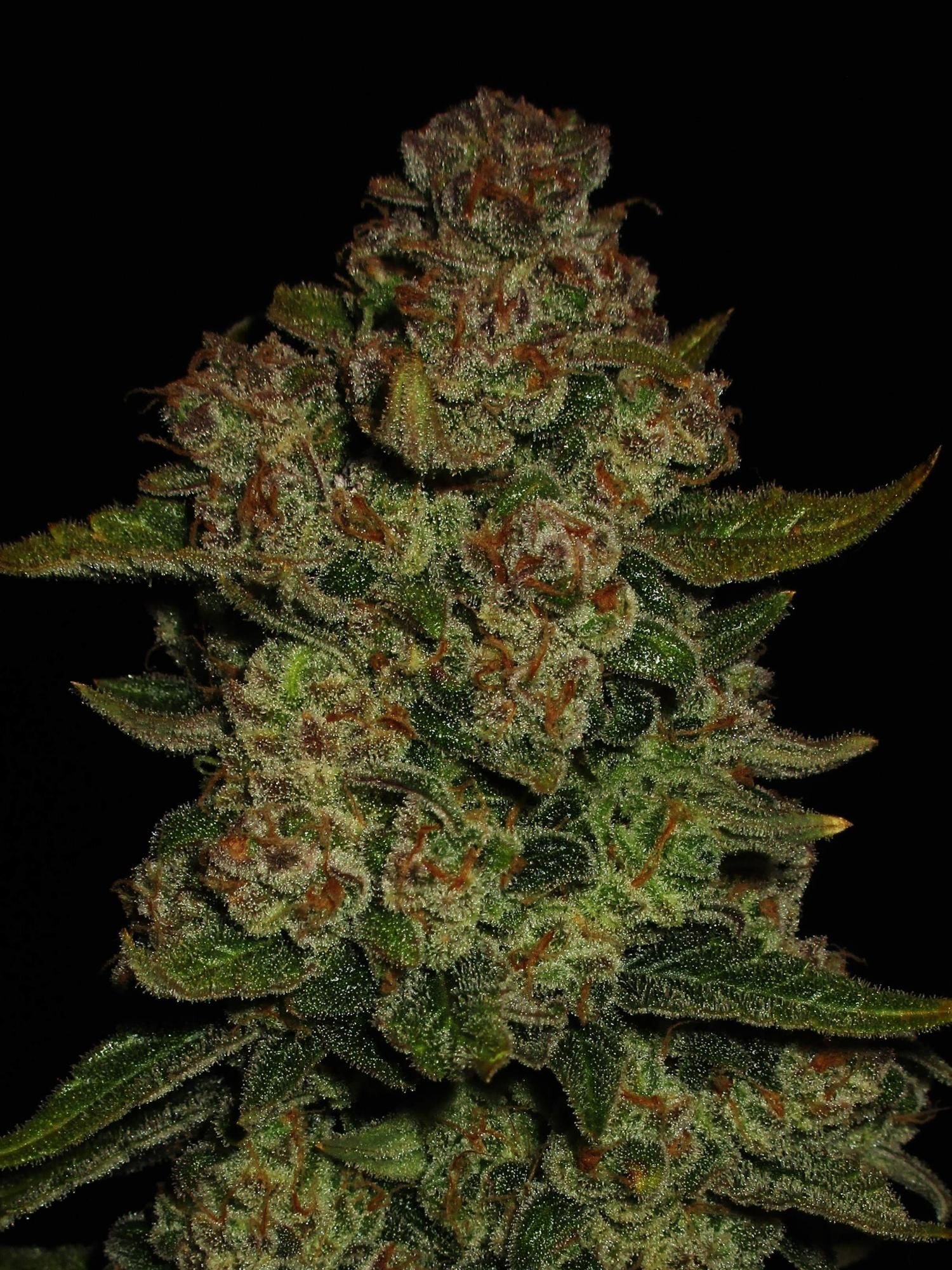 FastBuds - Papaya Cookies Auto (auto/fem.)