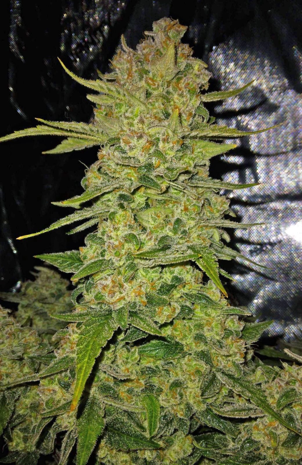 FastBuds - Papaya Cookies Auto (auto/fem.)