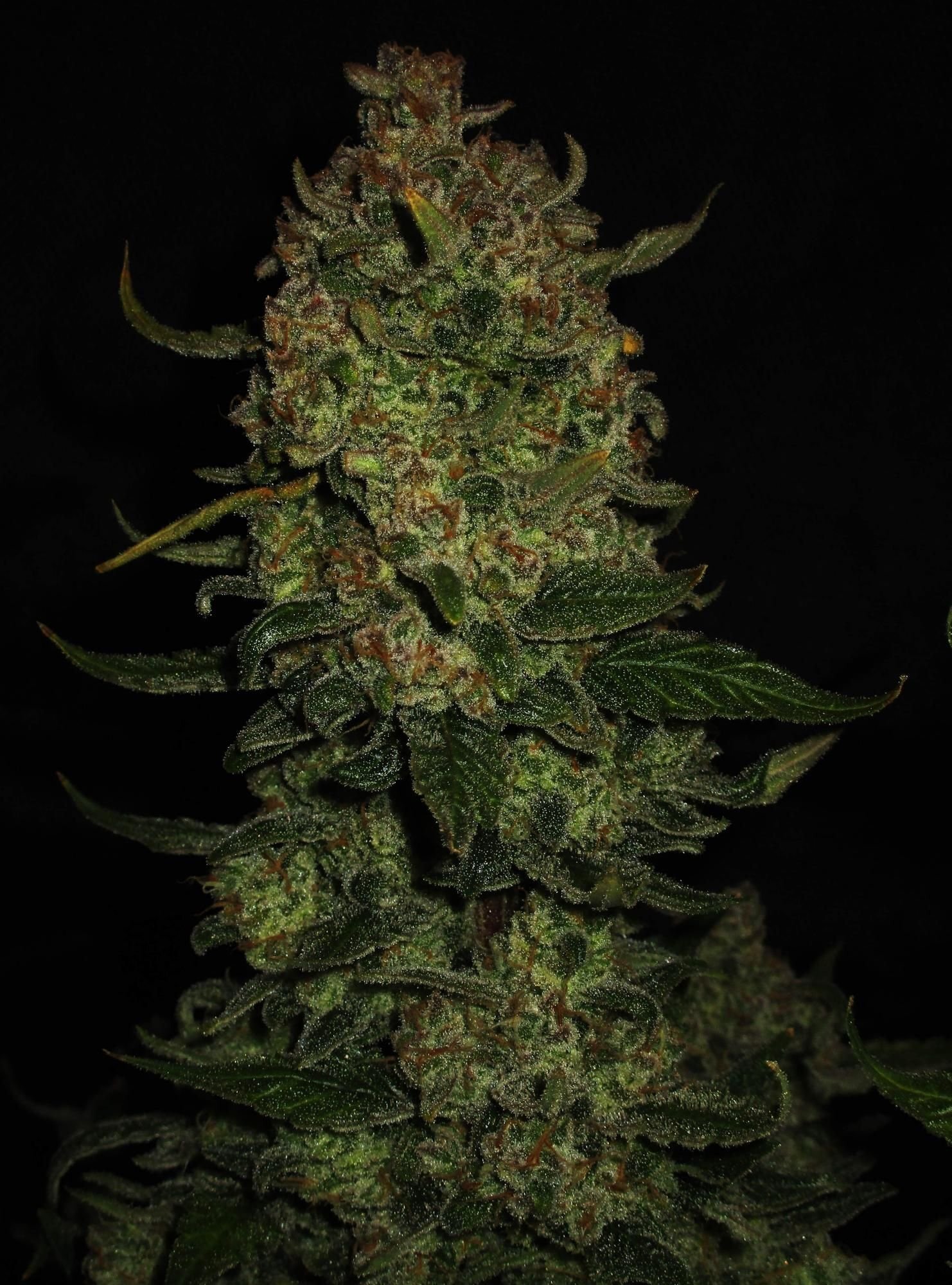 FastBuds - Papaya Cookies Auto (auto/fem.)
