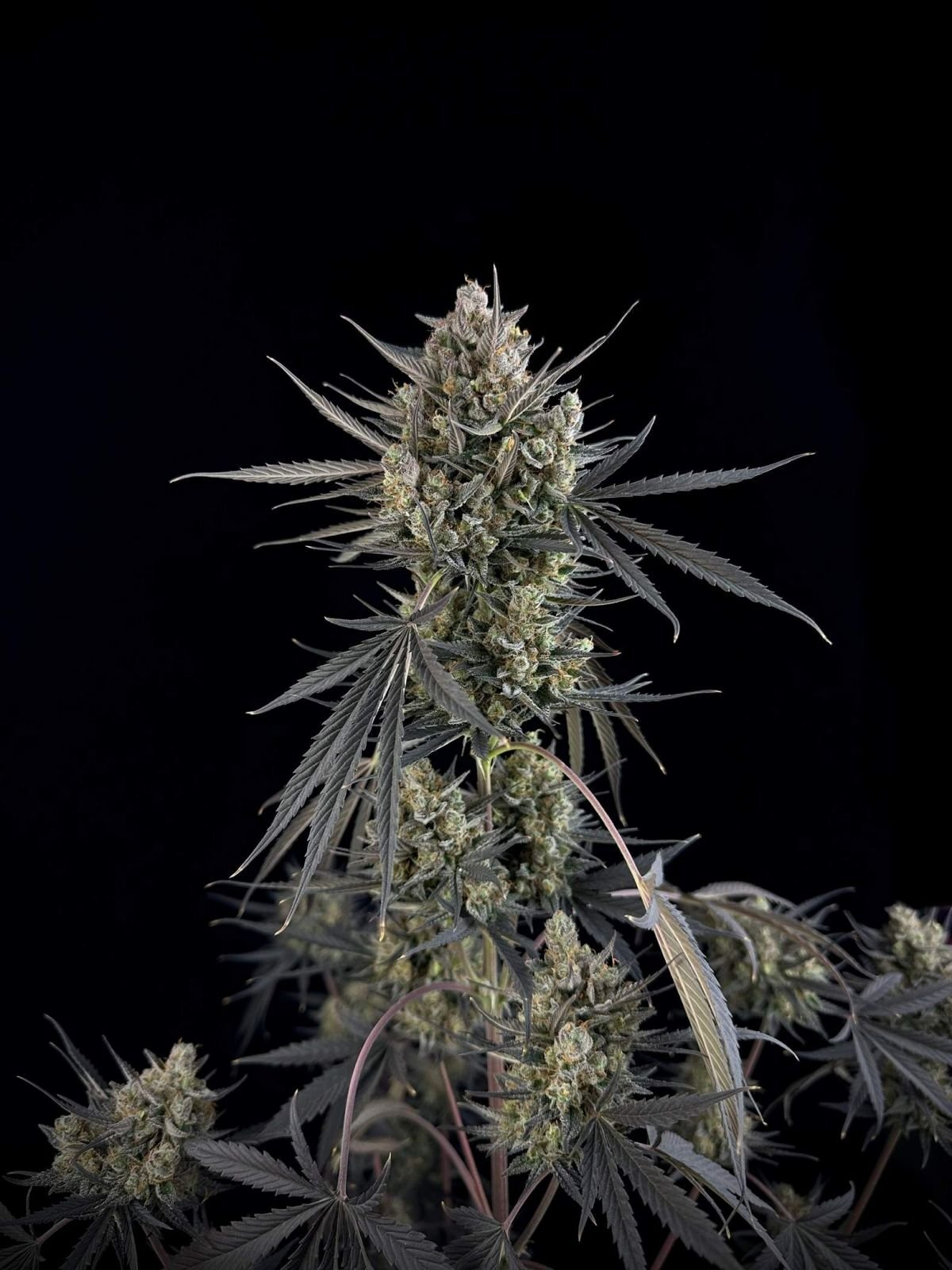 FastBuds - Pound Cake Auto (auto/fem.)