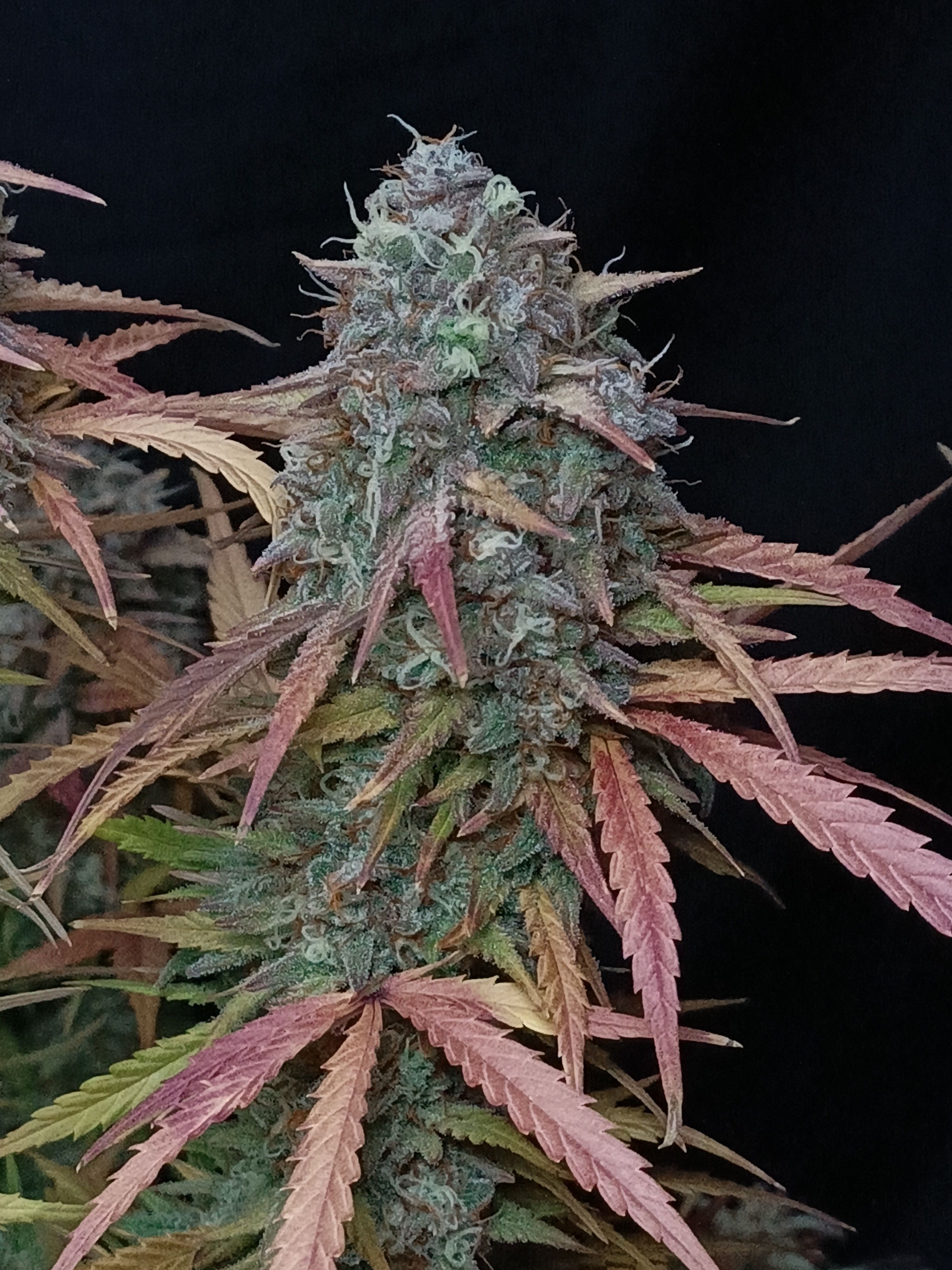 FastBuds - Pound Cake Auto (auto/fem.)