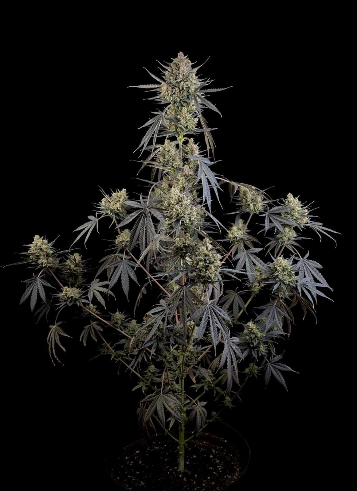 FastBuds - Pound Cake Auto (auto/fem.)