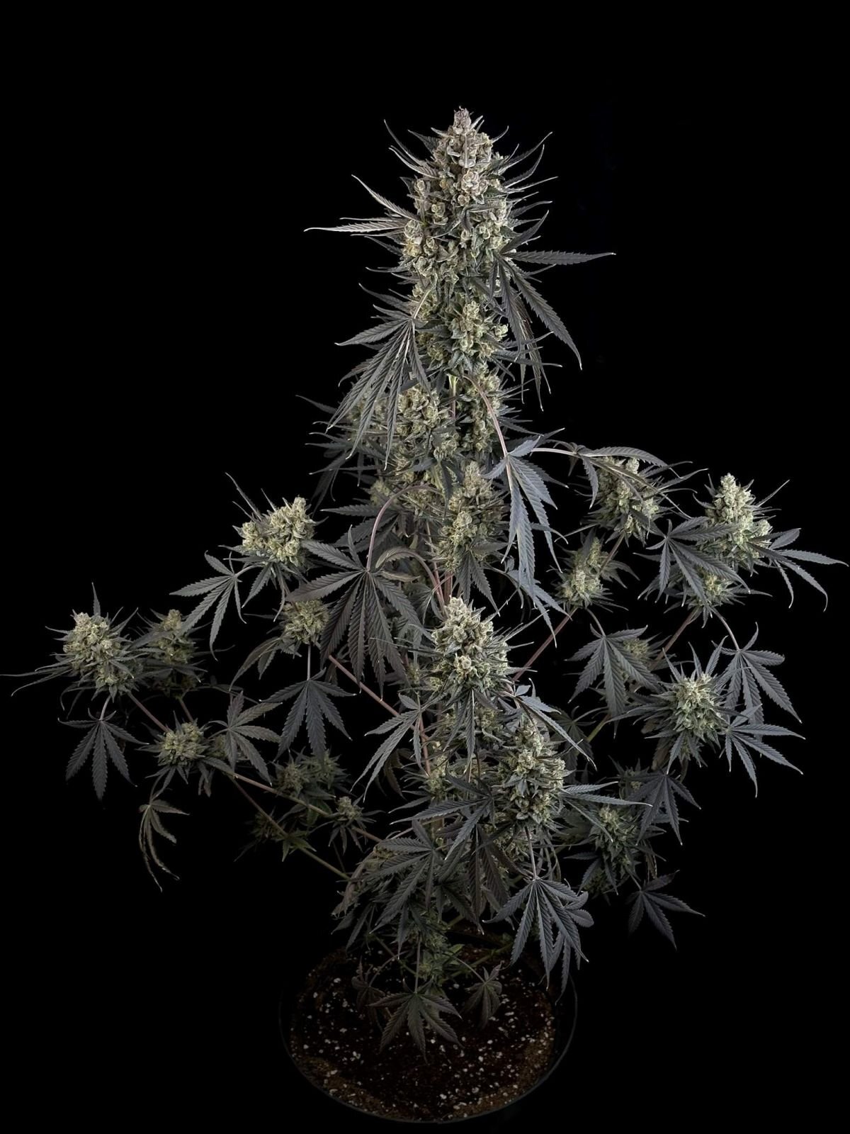 FastBuds - Pound Cake Auto (auto/fem.)