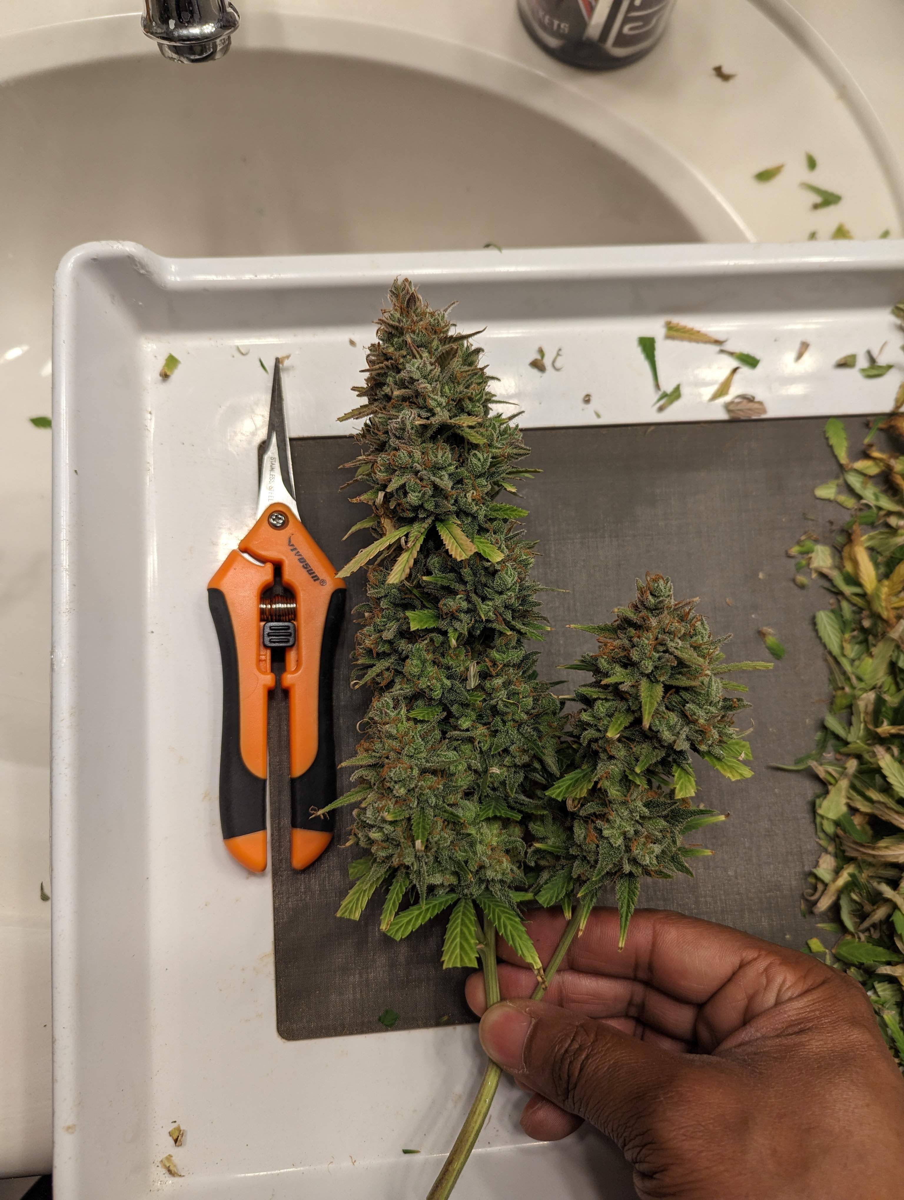 FastBuds - Pound Cake Auto (auto/fem.)