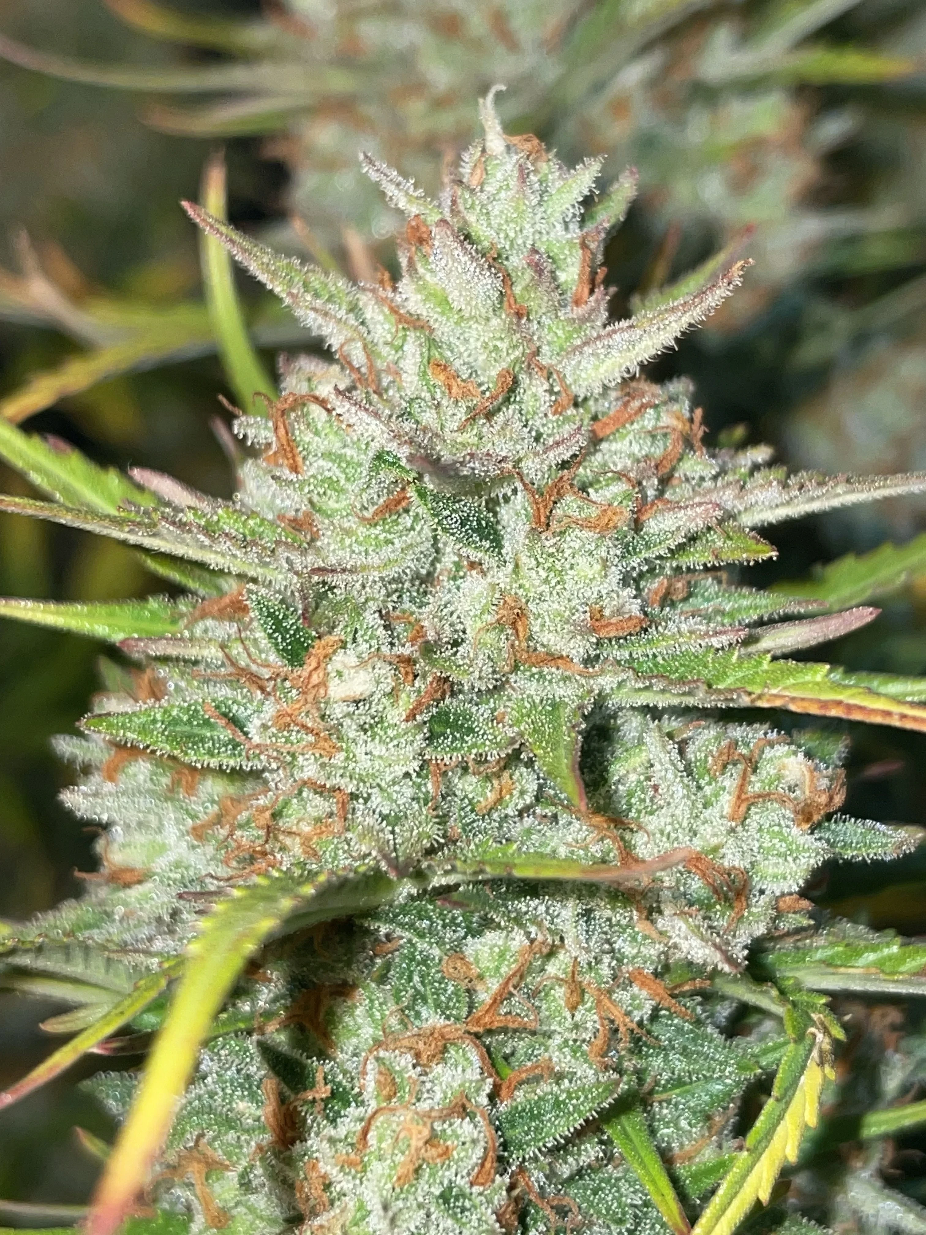 FastBuds - Pound Cake Auto (auto/fem.)