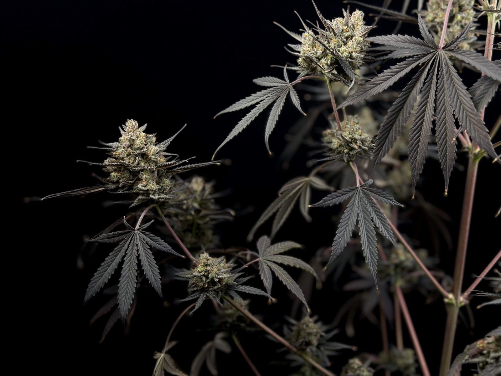 FastBuds - Pound Cake Auto (auto/fem.)