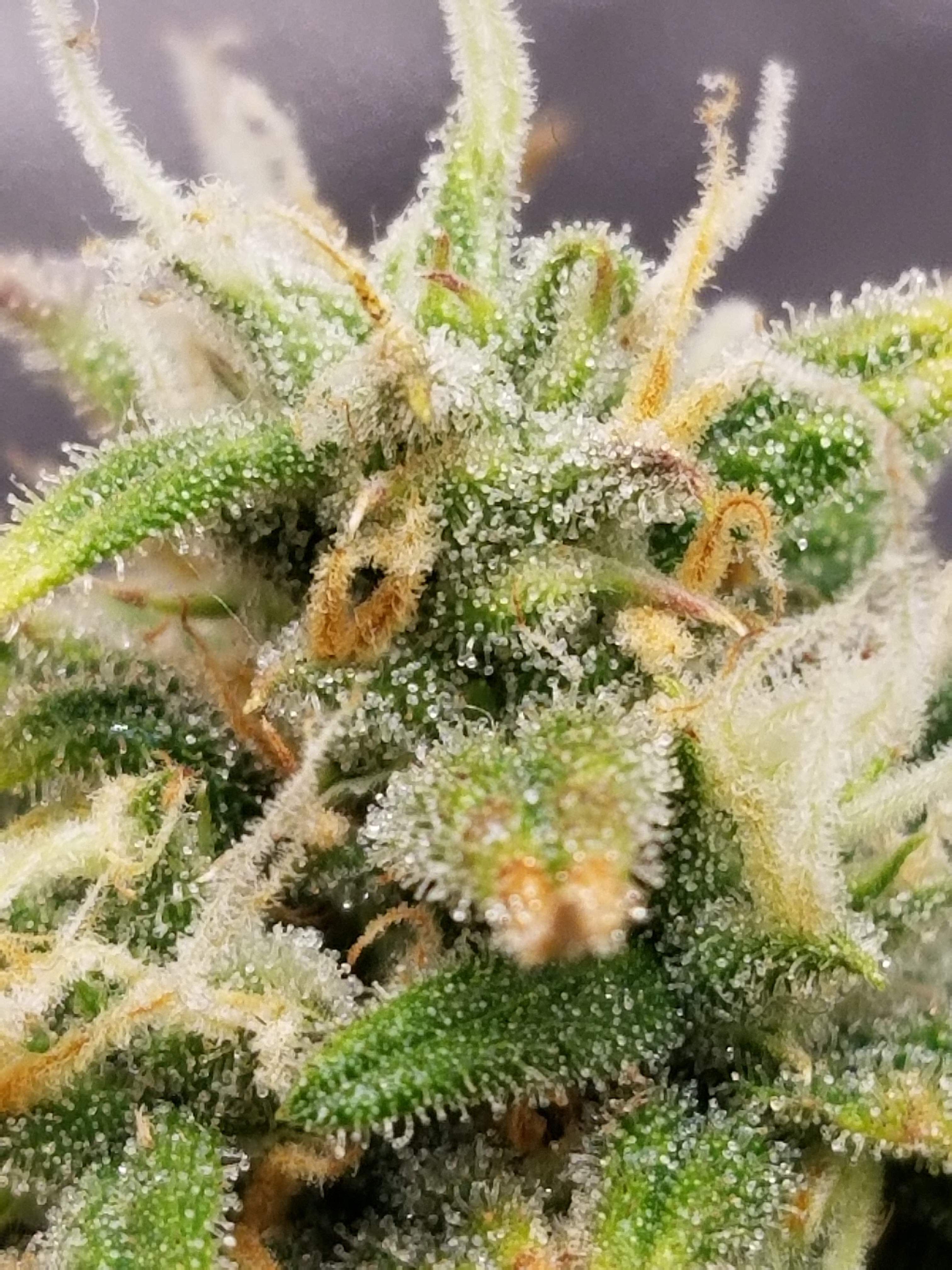 FastBuds - Pound Cake Auto (auto/fem.)