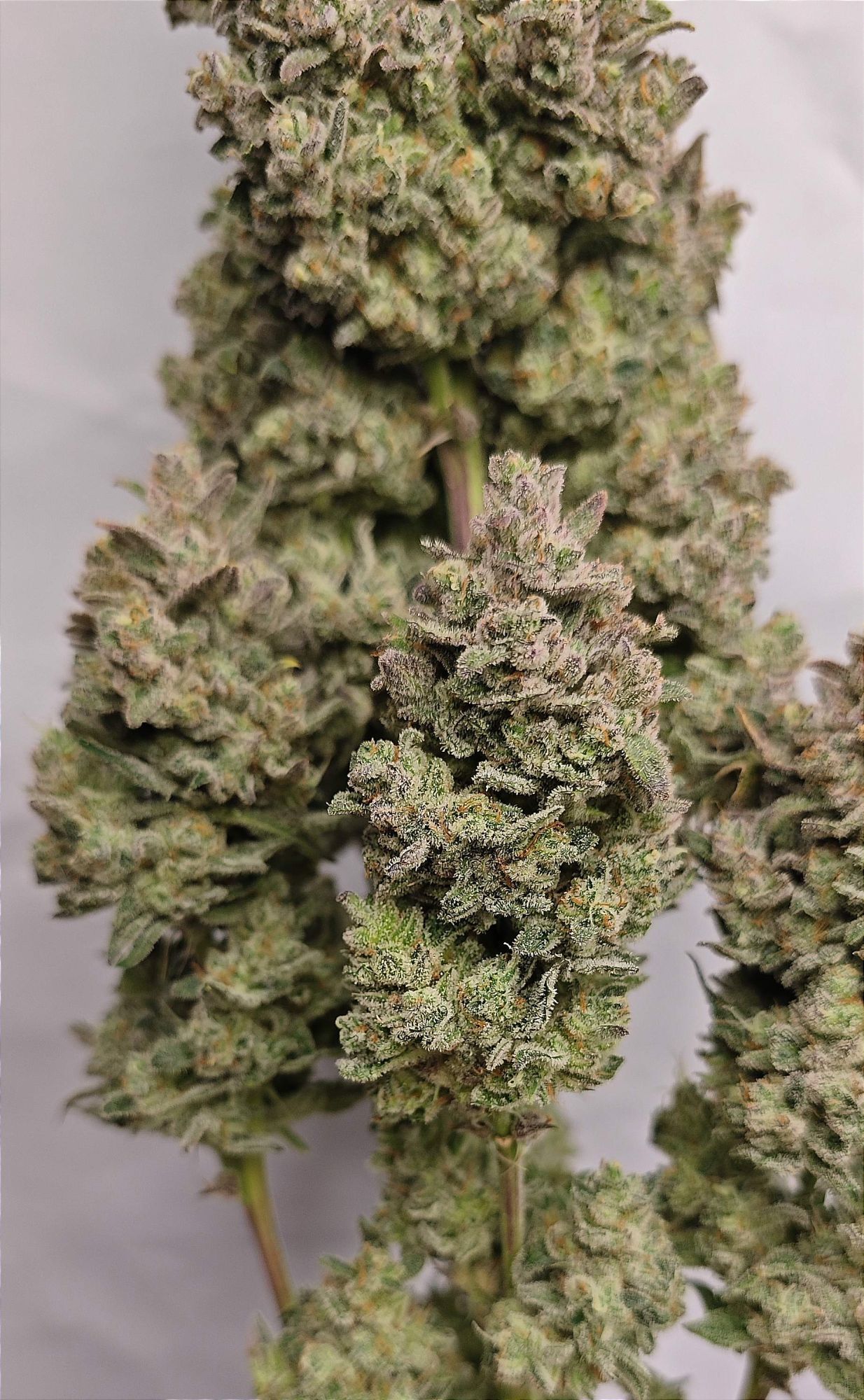 FastBuds - Sour Jealousy Auto (auto/fem.)