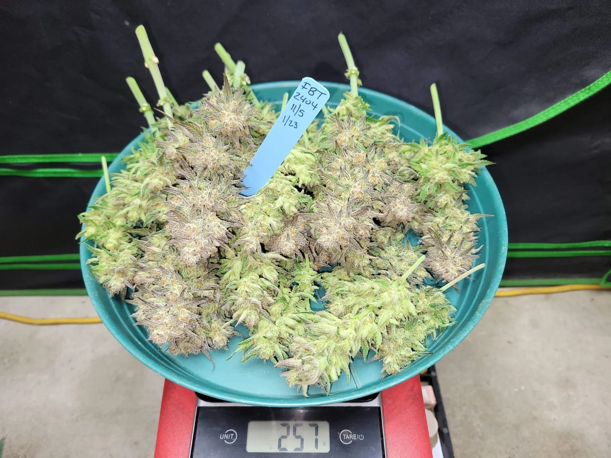 FastBuds - Sour Jealousy Auto (auto/fem.)