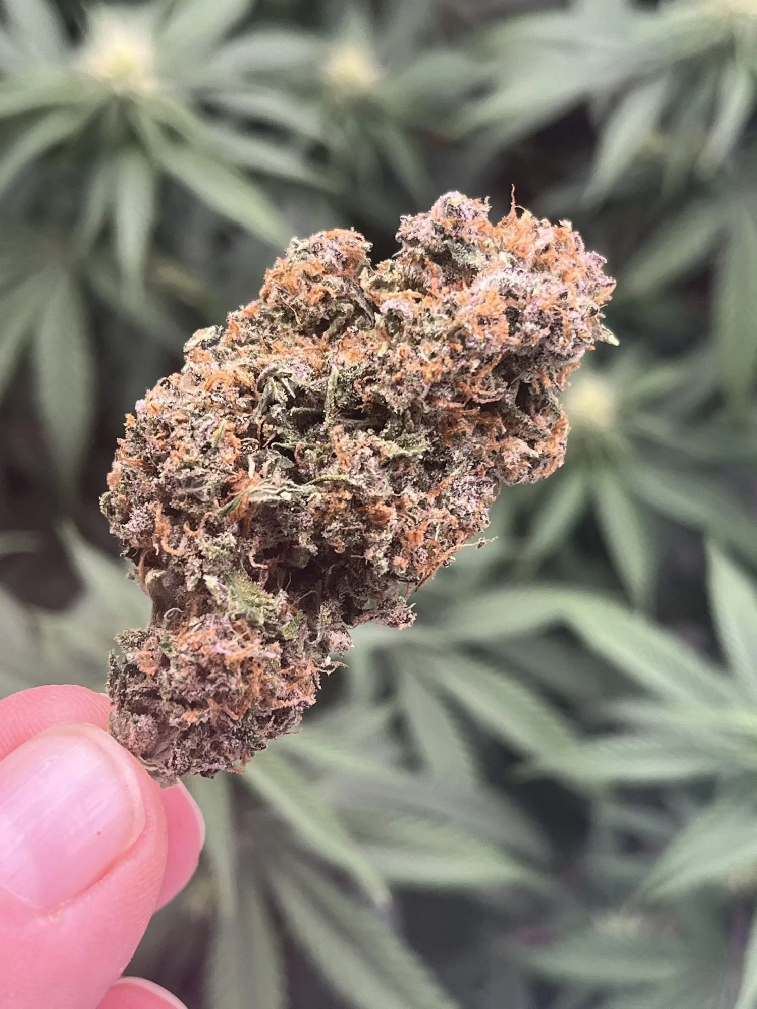 FastBuds - Sour Jealousy Auto (auto/fem.)