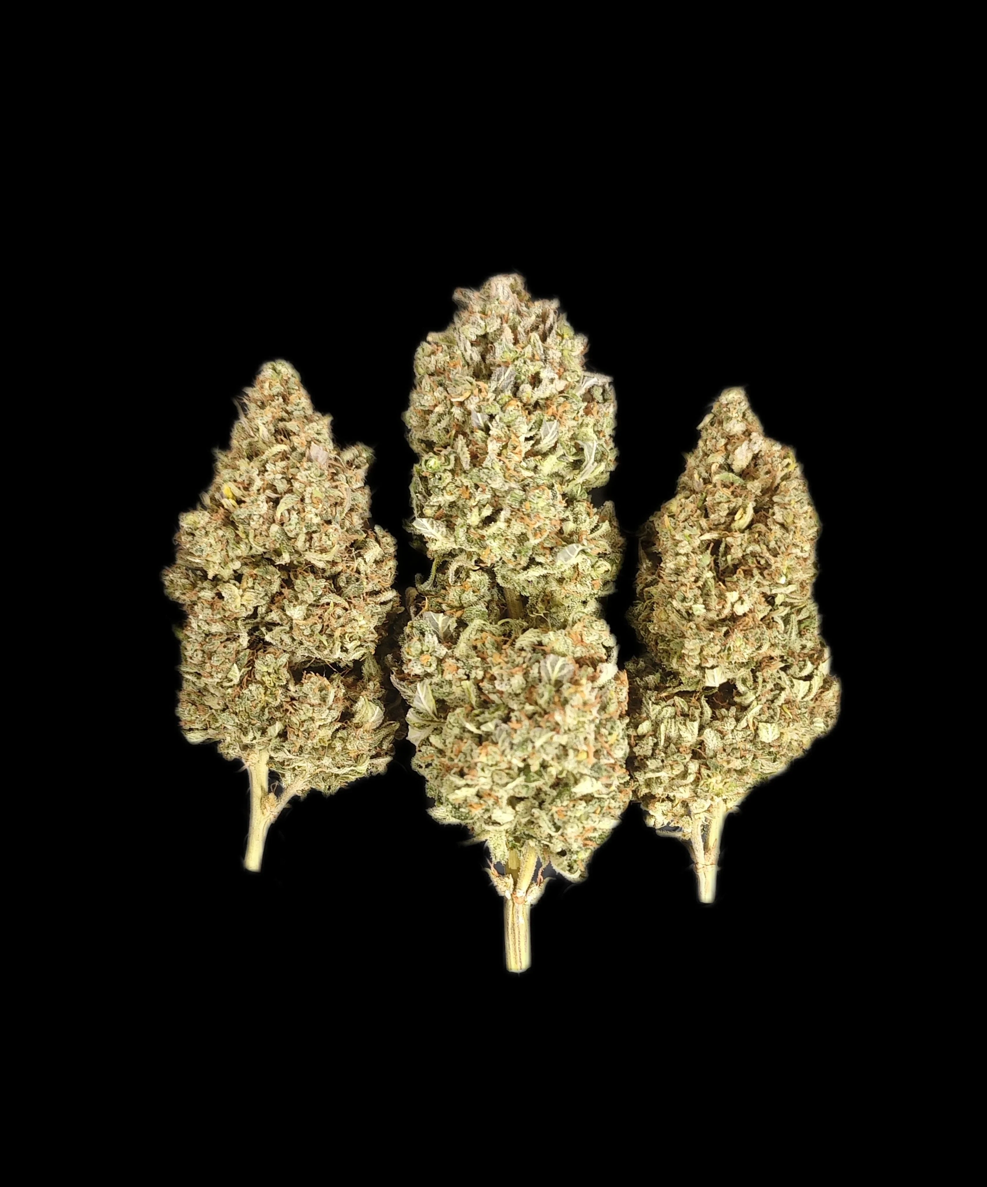 FastBuds - Sour Jealousy Auto (auto/fem.)